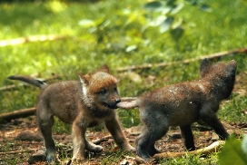 Pup5w12EderseeKati_Both-02