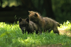 Pup5w12EderseeKati_Both-04