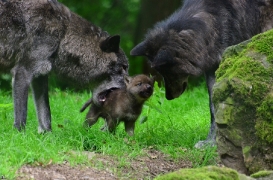 Pup1m12EderseeBineG_all-12