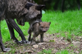 Pup1m12EderseeBineG_all-13