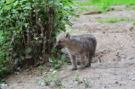 Pup6w11ZooBerlinBineG_Pup-01