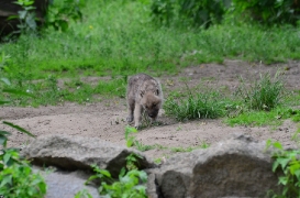 Pup6w11ZooBerlinBineG_Pup-04