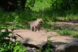 Pup6w11ZooBerlinBineG_Pup-05
