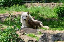 Pup6w11ZooBerlinBineG_Pup-06