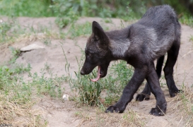 Pup2m13LueneburgBineG_black-07