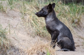 Pup2m13LueneburgBineG_black-10