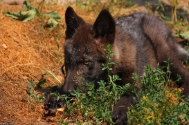 Pup2m10LueneburgKati_Bo--07