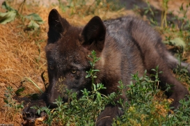Pup2m10LueneburgKati_Bo--08