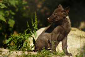 Pup2m13LueneburgKati_Black-03