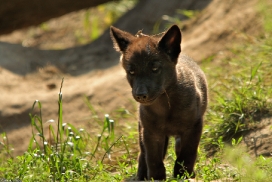 Pup2m13LueneburgKati_Black-08
