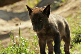 Pup2m13LueneburgKati_Black-09