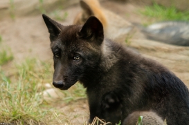 Pup2m14LueneburgKati_Male-01