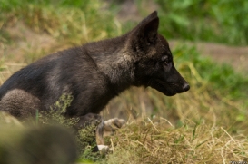 Pup2m14LueneburgKati_Male-02