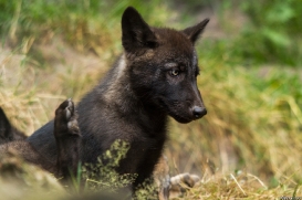 Pup2m14LueneburgKati_Male-03