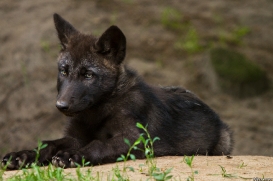 Pup2m14LueneburgKati_Male-05