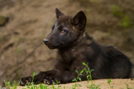 Pup2m14LueneburgKati_Male-06