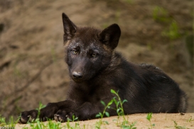 Pup2m14LueneburgKati_Male-07