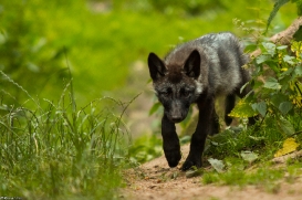 Pup2m14LueneburgKati_Silver-11