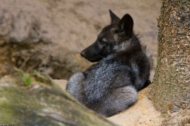 Pup2m14LueneburgKati_Silver-05
