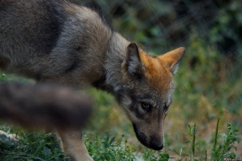 Pup2m10LueneburgKati_Ole-01