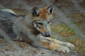Pup2m10LueneburgKati_Ole-03