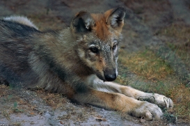 Pup2m10LueneburgKati_Ole-04