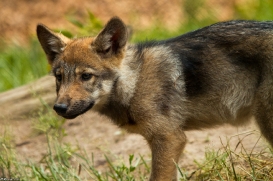 Pup2m14LueneburgKati_Dar-13