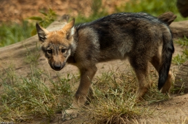 Pup2m14LueneburgKati_Dar-14
