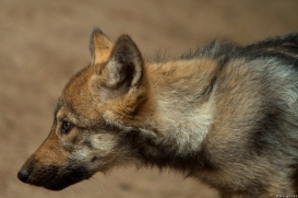 Pup2m14LueneburgKati_Dar-15
