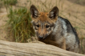 Pup2m14LueneburgKati_Dar-16