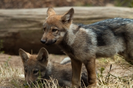 Pup2m14LueneburgKati_Dar-03