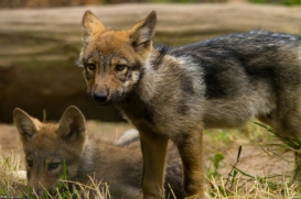 Pup2m14LueneburgKati_Dar-04