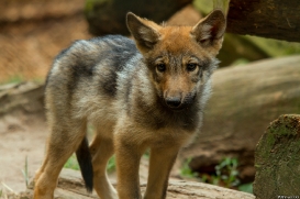 Pup2m14LueneburgKati_Dar-06