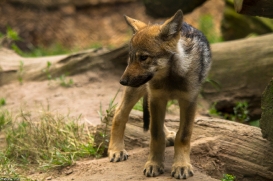 Pup2m14LueneburgKati_Dar-07