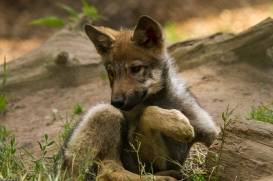 Pup2m14LueneburgKati_Dar-09