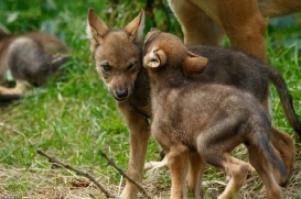 Pup2m16AnholtKati_All-04
