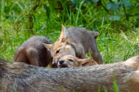Pup2m16AnholtKati_All-08