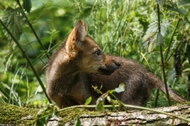 Pup2m16AnholtKati_Red-03