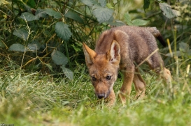 Pup2m16AnholtKati_Red-10