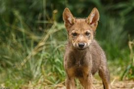 Pup2m16AnholtKati_Sandy-06