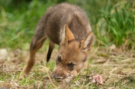 Pup2m16AnholtKati_Sandy-09