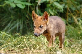 Pup2m16AnholtKati_Sandy-04