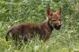 Pup2m16AnholtKati_Sleepy-02