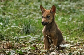 Pup2m16AnholtKati_Zwirbel-01