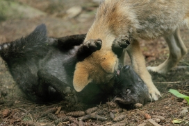 Pup2m12EderseeKati_All-02