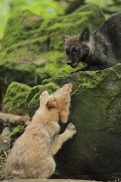 Pup2m12EderseeKati_All-04