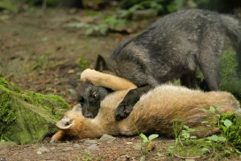 Pup2m12EderseeKati_All-06