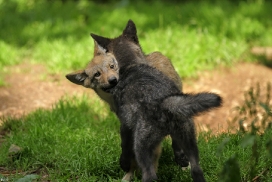 Pup2m12EderseeKati_All-09