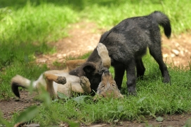 Pup2m12EderseeKati_All-10
