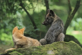 Pup2m12EderseeKati_All-12